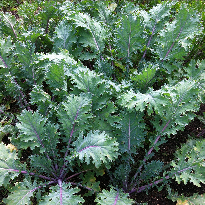 Crispy Stem Superfood Kale Seeds Biennial Tall Purple for Salads