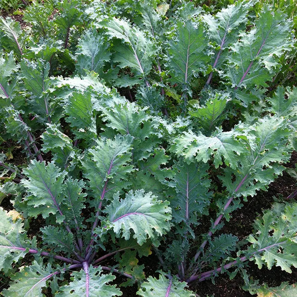 Crispy Stem Superfood Kale Seeds Biennial Tall Purple for Salads