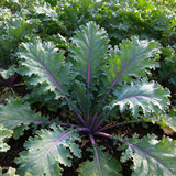 Crispy Stem Superfood Kale Seeds Biennial Tall Purple for Salads
