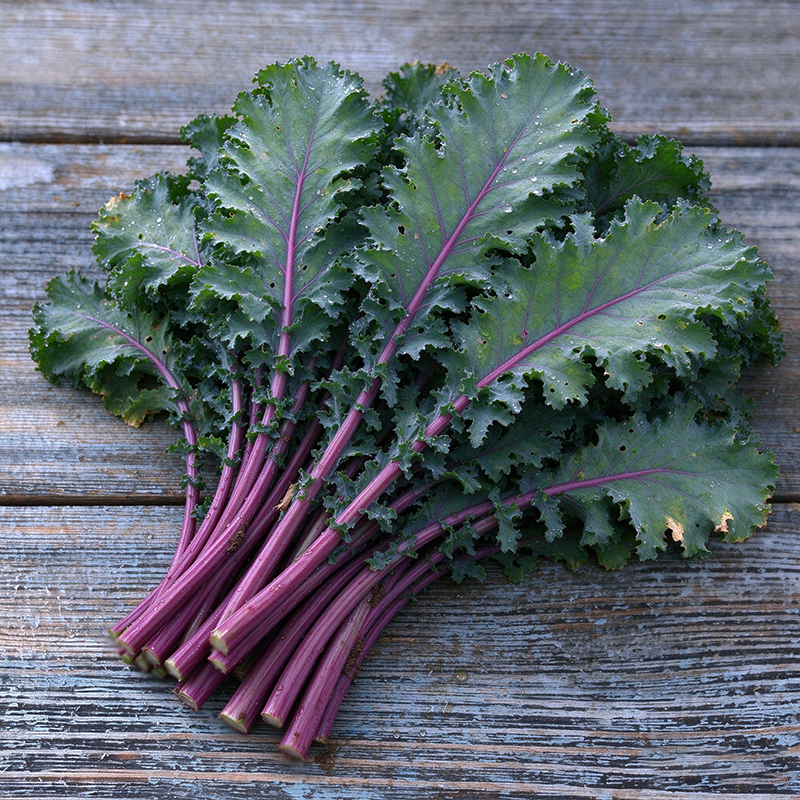 Crispy Stem Superfood Kale Seeds Biennial Tall Purple for Salads