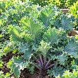 Crispy Stem Superfood Kale Seeds Biennial Tall Purple for Salads