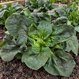 Deep Savoy Spinach Seeds Annual Compact Savoy for Culinary