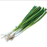 Evergreen Long White Bunching Onion Seeds Perennial Compact White for Culinary