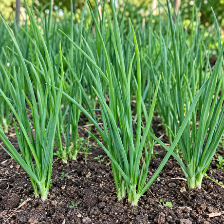 Evergreen Long White Bunching Onion Seeds Perennial Compact White for Culinary
