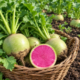 False-Watermelon Radish Seeds Annual Compact Purple for Salads