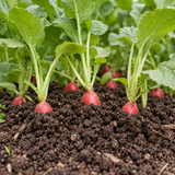 Heirloom Baby Bok Choy Seeds Compact Tender Green Leaves
