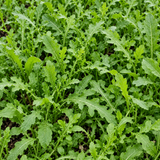 Heirloom Creamy White Stem Bok Choy Seeds Leafy Compact Crisp White Stems