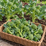Heirloom Sprouting Broccoli Seeds Sprouting Upright Tender Side Shoots