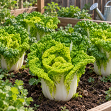 Heirloom Wrinkle-Leaf Bok Choy Seeds Compact Crinkled Leaves