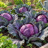 Red Cabbage Seeds Round Compact Purple Heads
