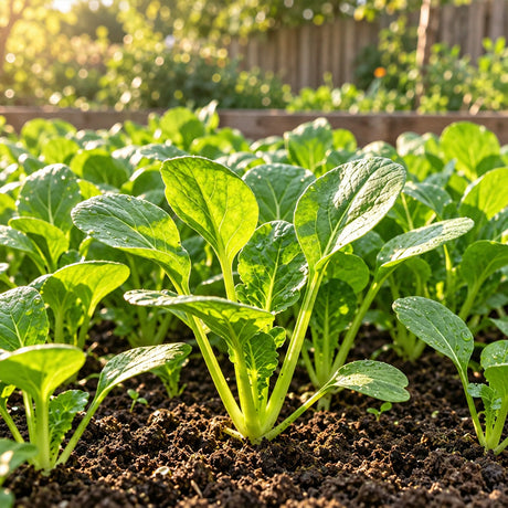 Baby Bok Choy Bok Choy Seeds Annual Compact White for Container Gardens