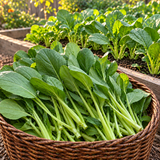 Baby Bok Choy Bok Choy Seeds Annual Compact White for Container Gardens