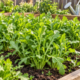 Long-Stem Gourmet Arugula Seeds Annual Compact Green for Salads