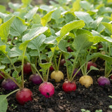 Rainbow Easter Egg Radish Seeds Annual Compact Mixed Colors for Salads