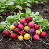 Rainbow Easter Egg Radish Seeds Annual Compact Mixed Colors for Salads