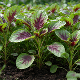 Red Amaranth Seeds Annual Compact Red for Culinary