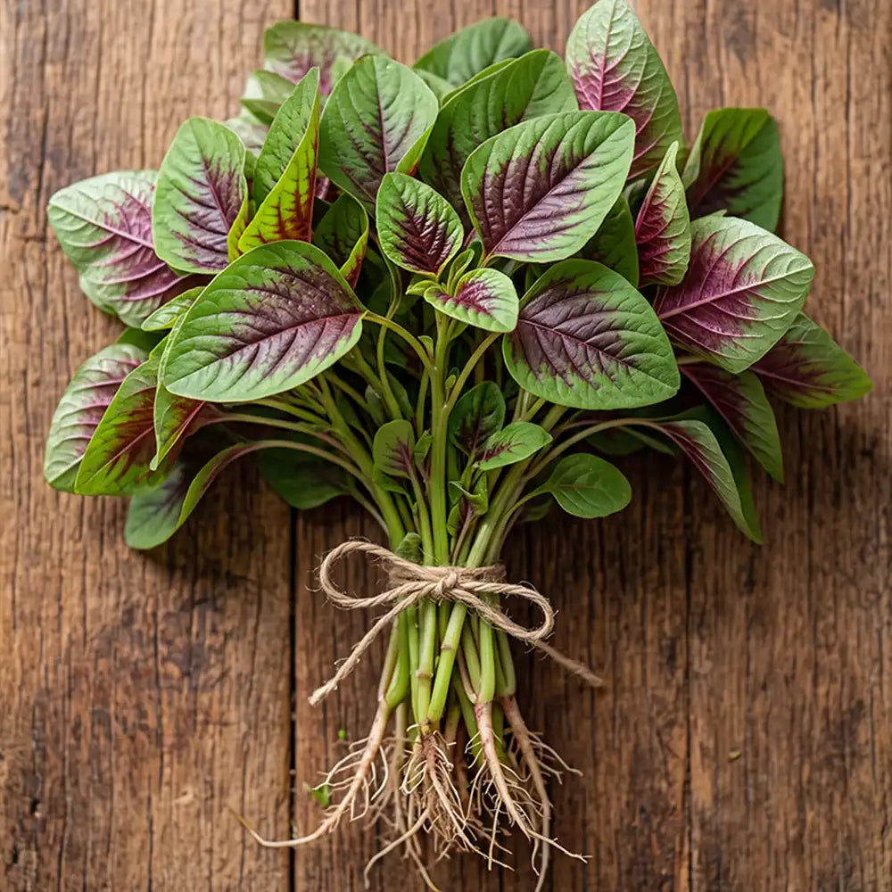 Red Amaranth Seeds Annual Compact Red for Culinary