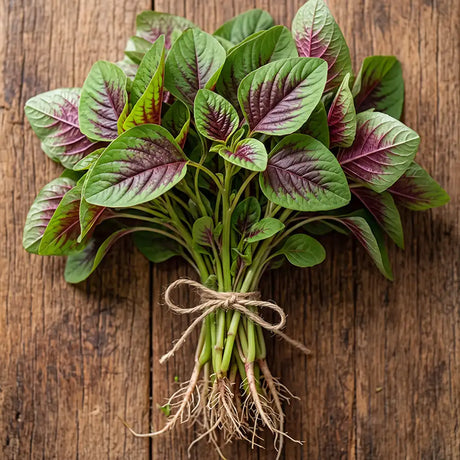 Red Amaranth Seeds Annual Compact Red for Culinary