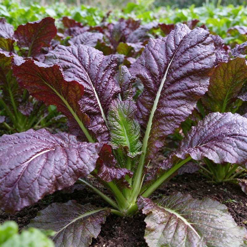Red Giant Mustard Seeds Biennial Compact Red for Salads