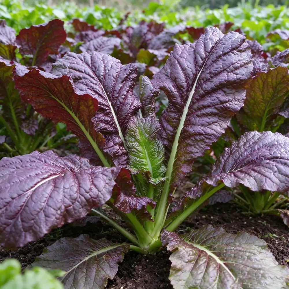 Red Giant Mustard Seeds Biennial Compact Red for Salads