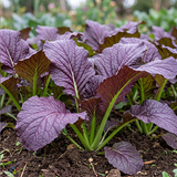 Red Giant Mustard Seeds Biennial Compact Red for Salads
