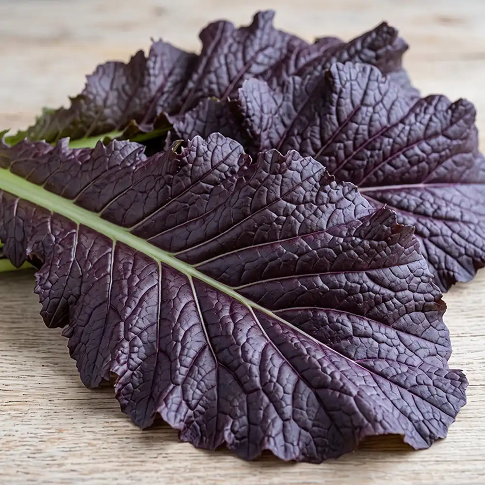 Red Giant Mustard Seeds Biennial Compact Red for Salads