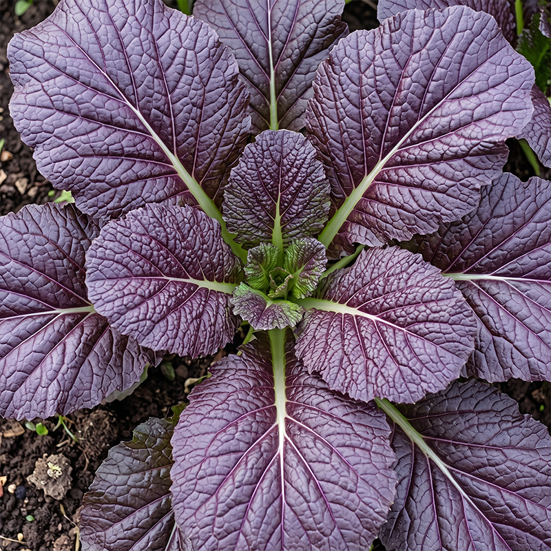 Red Giant Mustard Seeds Biennial Compact Red for Salads