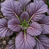 Red Giant Mustard Seeds Biennial Compact Red for Salads
