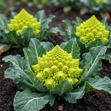 Roman Pagoda Cauliflower Seeds Annual Tall Green for Culinary