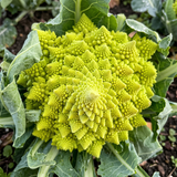 Roman Pagoda Cauliflower Seeds Annual Tall Green for Culinary