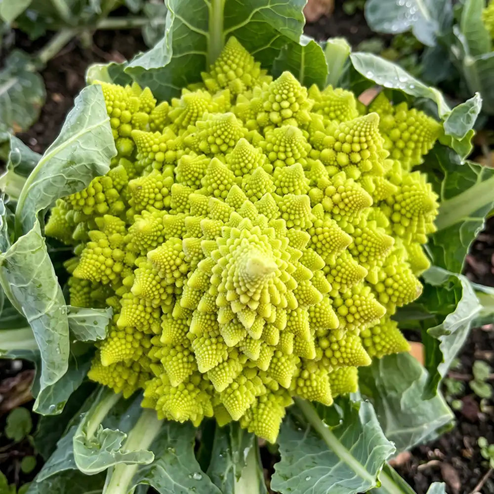 Roman Pagoda Cauliflower Seeds Annual Tall Green for Culinary