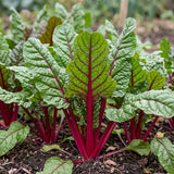Rosy Stem Spinach Seeds Annual Compact Red for Culinary