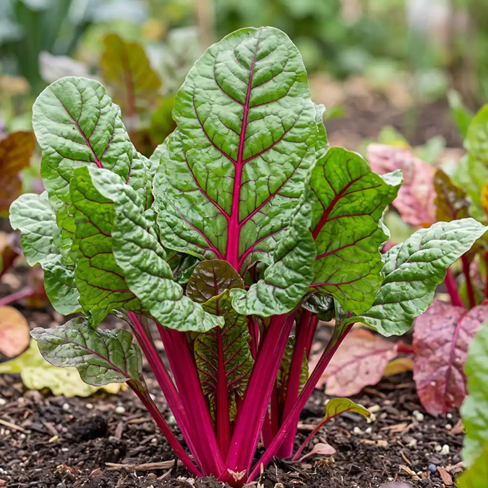 Rosy Stem Spinach Seeds Annual Compact Red for Culinary