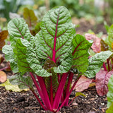 Rosy Stem Spinach Seeds Annual Compact Red for Culinary