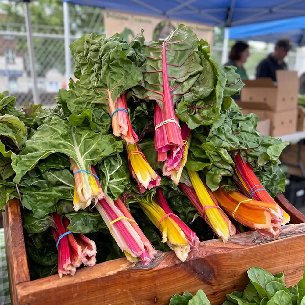 Rosy Stem Spinach Seeds Annual Compact Red for Culinary