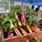 Rosy Stem Spinach Seeds Annual Compact Red for Culinary