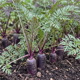 Royal Purple Carrot Seeds Biennial Compact Purple for Culinary