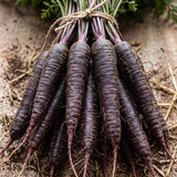 Royal Purple Carrot Seeds Biennial Compact Purple for Culinary