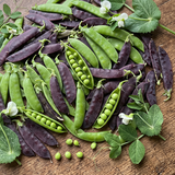 Royal Purple Snow Pea Seeds Annual Climbing Purple for Culinary