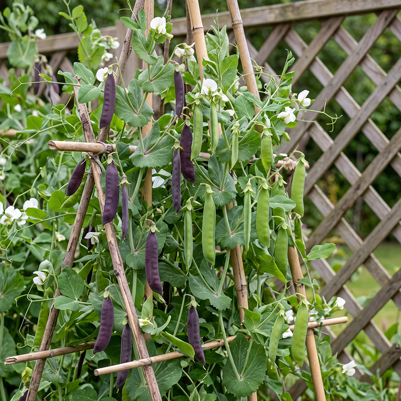 Royal Purple Snow Pea Seeds Annual Climbing Purple for Culinary