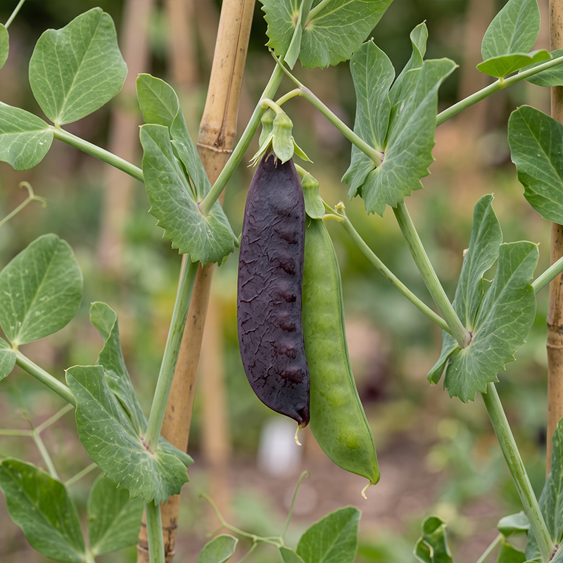 Royal Purple Snow Pea Seeds Annual Climbing Purple for Culinary