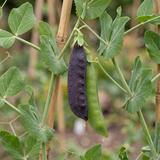 Royal Purple Snow Pea Seeds Annual Climbing Purple for Culinary