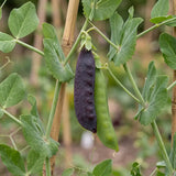 Royal Purple Snow Pea Seeds Annual Climbing Purple for Culinary