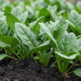 Ruby-Stem Spinach Seeds Annual Compact Red for Culinary