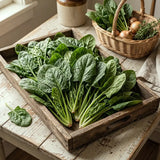 Ruby-Stem Spinach Seeds Annual Compact Red for Culinary