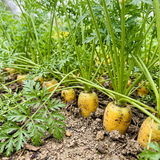Solar Yellow Carrot Seeds Biennial Compact Yellow for Culinary