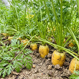 Solar Yellow Carrot Seeds Biennial Compact Yellow for Culinary