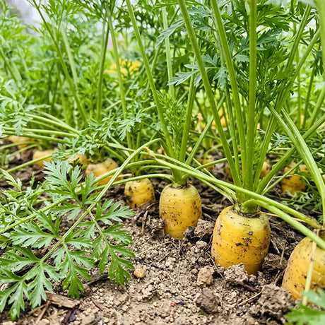 Solar Yellow Carrot Seeds Biennial Compact Yellow for Culinary
