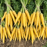 Solar Yellow Carrot Seeds Biennial Compact Yellow for Culinary