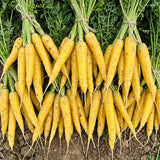 Solar Yellow Carrot Seeds Biennial Compact Yellow for Culinary